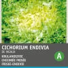 Intratuin Frisee-Endivie (Cichorium endivia 'De Meaux') Samen
