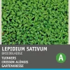 Intratuin Gartenkresse groß- / breitblättrig (Lepidium sativum) Kressesamen