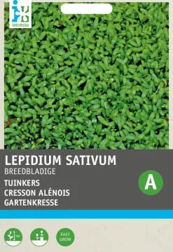 Intratuin Gartenkresse groß- / breitblättrig (Lepidium sativum) Kressesamen