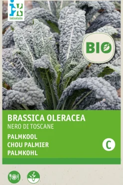 Intratuin Gemüsesamen Palmkohl (Brassica oleracea 'Nero di Toscane') (BIO) Samen