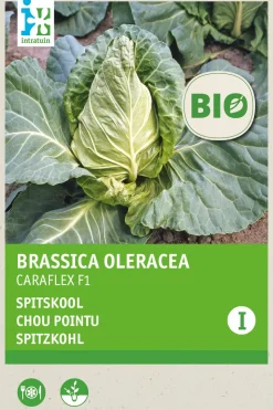 Intratuin Gemüsesamen Spitzkohl (Brassica oleracea 'Caraflex f1') (BIO) Samen