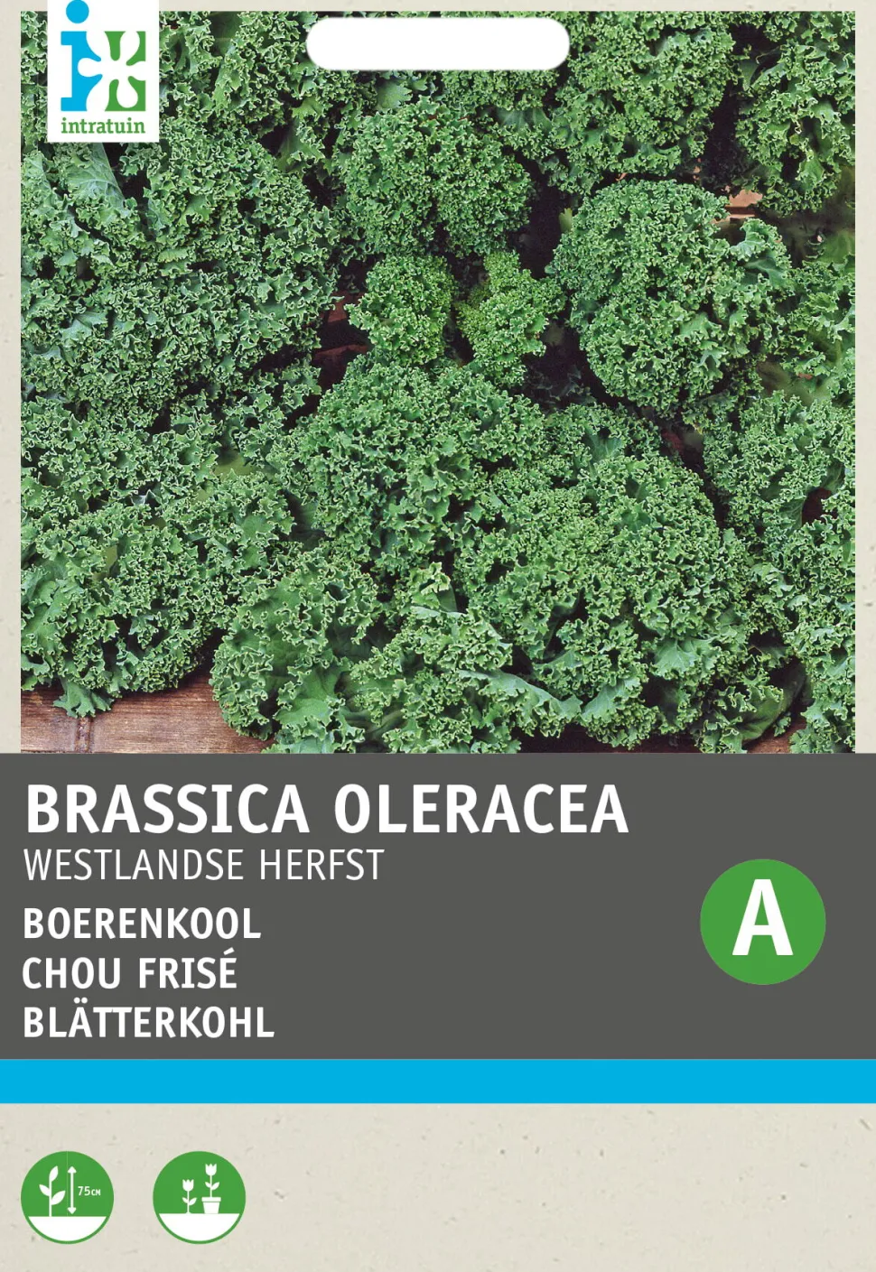 Intratuin Grünkohl (Brassica oleracea 'Westlandse Herfst') Samen