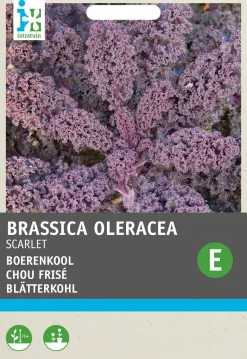Intratuin Grünkohl (Brassica oleracea 'Scarlet') Samen