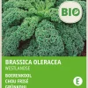 Intratuin Grünkohl (Brassica oleracea 'Westlandse Winter') (BIO) Samen