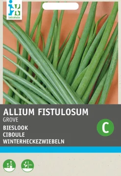Intratuin Grober Schnittlauch / Winterheckezwiebeln (Allium fistulosum) Samen