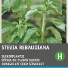 Intratuin Honigblatt / Süßkraut (Stevia reboudiana) Samen