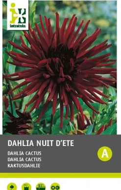 Intratuin Kaktusdahlie (Dahlia cactus 'Nuit d'ete') Blumenzwiebel 1 St.
