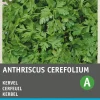 Intratuin Kerbel (Anthriscus cerefolium) Samen