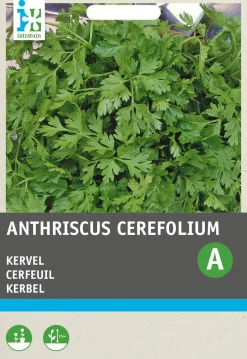 Intratuin Kerbel (Anthriscus cerefolium) Samen