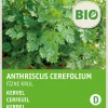 Intratuin Kerbel fein (Anthriscus cerefolium) (BIO) Samen