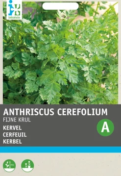 Intratuin Kerbel kraus (Anthriscus cerfolium 'Krauser') Samen