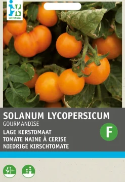 Intratuin Kirschtomate gelb (Solanum lycopersicum 'Gourmandise') Samen
