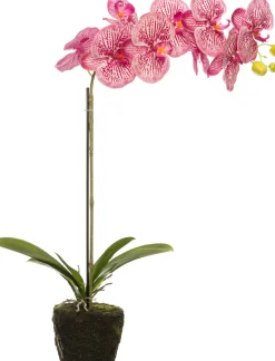 Intratuin Künstliche Orchidee (Phalaenopsis) fuchsia D 14 H 38 cm
