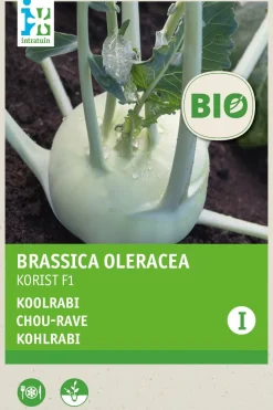 Intratuin Kohlrabi (Brassica oleracea 'Korist') (BIO) Samen