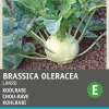Intratuin Kohlrabi (Brassica oleracea 'Lanro') Samen