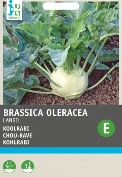 Intratuin Kohlrabi (Brassica oleracea 'Lanro') Samen
