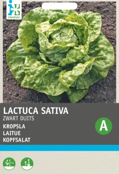 Intratuin Kopfsalat (Lactuca sativa 'Fürchtenichts') Samen