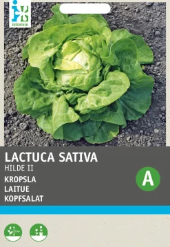 Intratuin Kopfsalat (Lactuca sativa 'Hilde') Samen