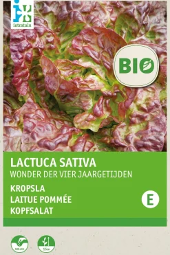 Intratuin Kopfsalat (Lactuca sativa 'Merveille des quatre saisons') (BIO) Samen