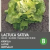 Intratuin Kopfsalat (Lactuca sativa 'Große Blonde Paresseuse') Samen