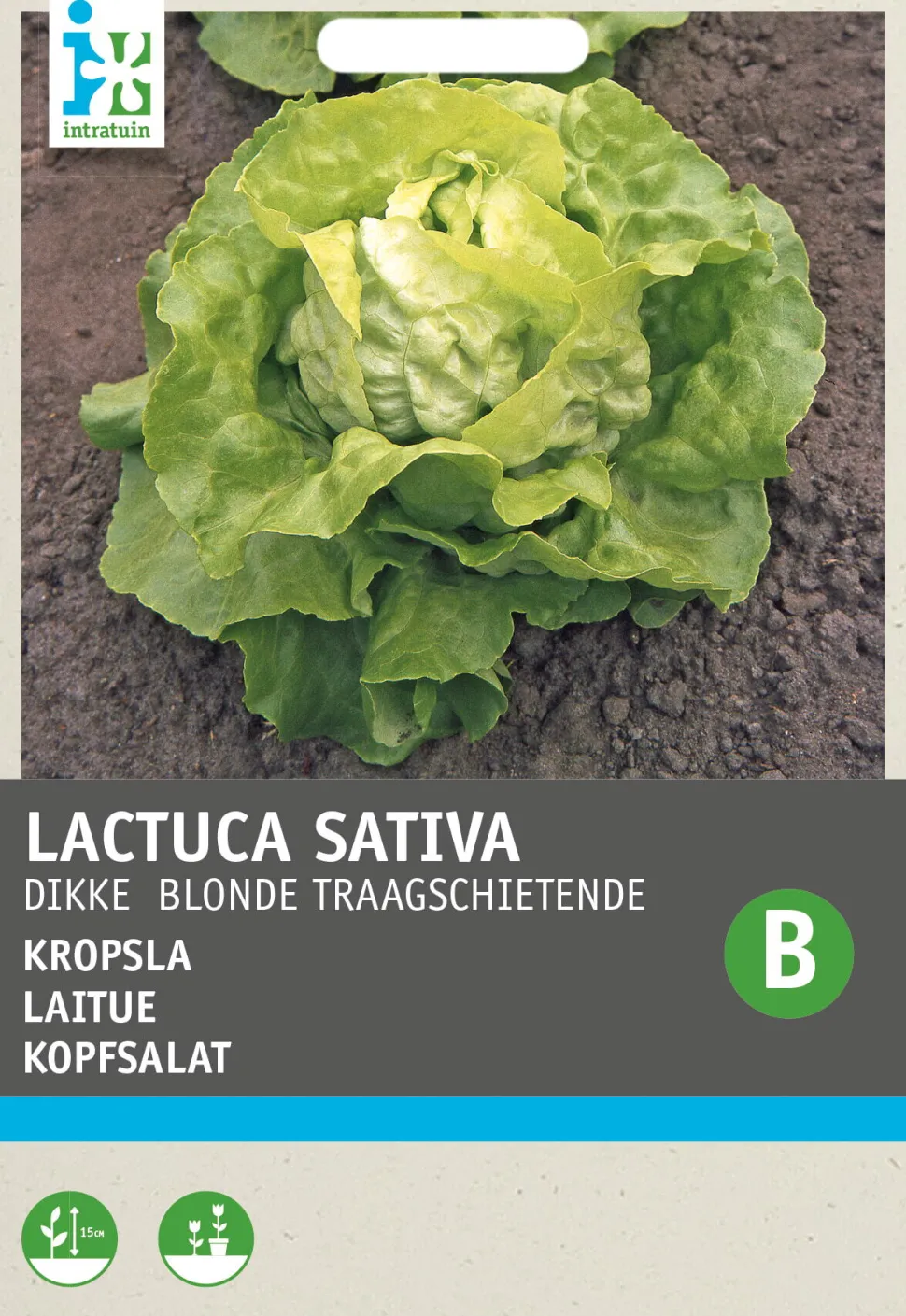 Intratuin Kopfsalat (Lactuca sativa 'Große Blonde Paresseuse') Samen