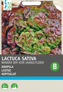 Intratuin Kopfsalat (Lactuca sativa 'Besson') Samen