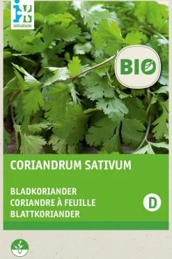 Intratuin Koriander (Coriandrum sativum) (BIO) Samen
