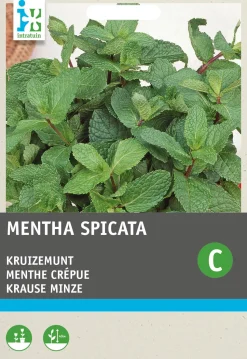 Intratuin Krause Minze (Mentha spicata) Samen