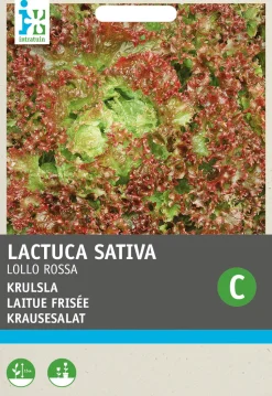 Intratuin Krauser Kopfsalat (Lactuca sativa 'Lollo Rossa') Samen