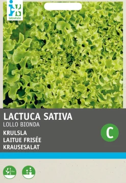 Intratuin Krauser Kopfsalat (Lactuca sativa 'Lollo Bionda') Samen