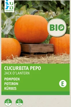Intratuin Kürbis (Cucurbita 'Jack O'Lantern') (BIO) Samen