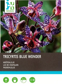 Intratuin Krötenlilie (Tricyrtis 'Blue Wonder') Blumenzwiebeln 3 St.