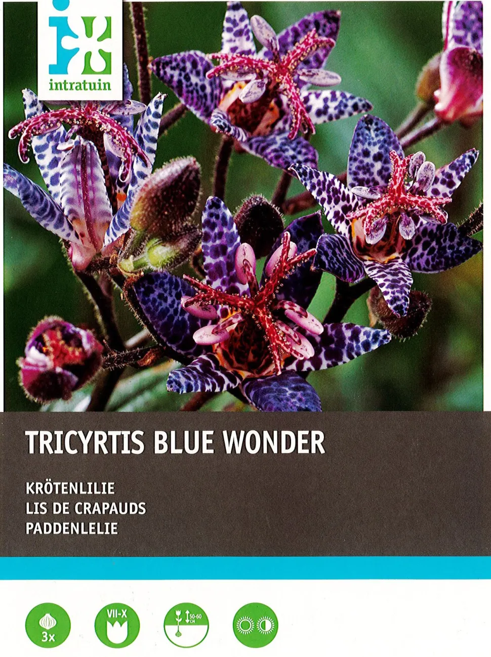 Intratuin Krötenlilie (Tricyrtis 'Blue Wonder') Blumenzwiebeln 3 St.