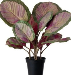 Intratuin Kunstpflanze Calathea 44 x 38 x 45 cm