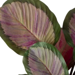Intratuin Kunstpflanze Calathea 44 x 38 x 45 cm