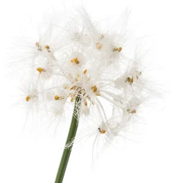 Intratuin Kunstpflanze Pampasgras D 57 cm H 120 cm