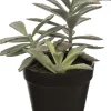 Intratuin Kunstpflanze Sukkulente grün 23 cm