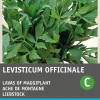 Intratuin Liebstöckel / Maggikraut (Levisticum officinalis) Samen