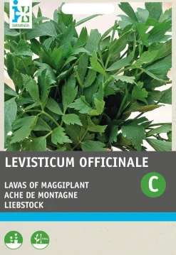 Intratuin Liebstöckel / Maggikraut (Levisticum officinalis) Samen