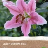 Intratuin Lilie rosa (Lilium oriental) (BIO) Blumenzwiebel 1 St.