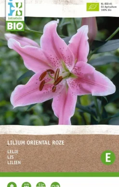 Intratuin Lilie rosa (Lilium oriental) (BIO) Blumenzwiebel 1 St.