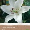 Intratuin Lilie weiß (Lilium oriental) (BIO) Blumenzwiebel 1 St.