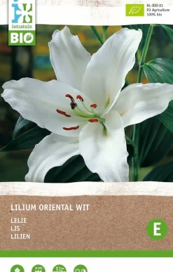 Intratuin Lilie weiß (Lilium oriental) (BIO) Blumenzwiebel 1 St.