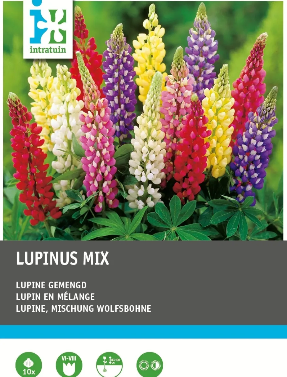 Intratuin Lupine (Lupinus) Blumenzwiebel-Mischung 10 St.