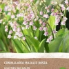 Intratuin Maiglöckchen (Convallaria majalis 'Rosea') (BIO) Blumenzwiebeln 2 St.