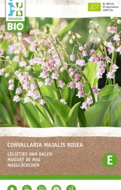 Intratuin Maiglöckchen (Convallaria majalis 'Rosea') (BIO) Blumenzwiebeln 2 St.