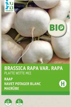 Intratuin Mairübe (Brassica rapa 'Platte Witte Mei') (BIO) Samen
