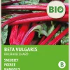 Intratuin Mangold (Beta vulgares 'Rhubard Chard') (BIO) Samen