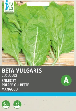 Intratuin Mangold goldgelb (Beta vulgaris 'Lucullus') Samen