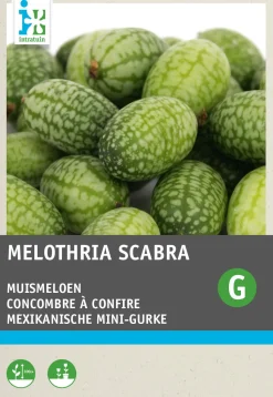 Intratuin Mexikanische Mini-Gurke (Cucamelon) Samen